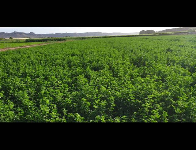 24HA FARM FOR SALE IN VIOOLSDRIF RURAL